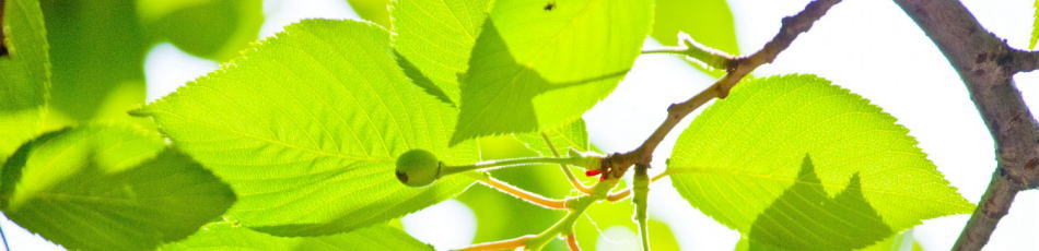 建築施工管理技士の独学学習記録